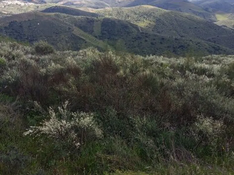 Terreno rústico em sequeiros 