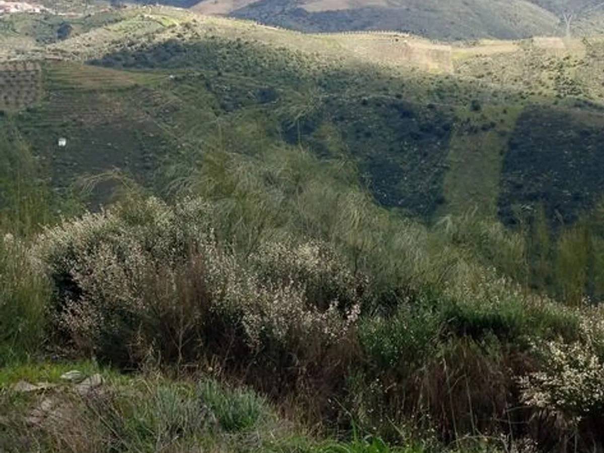 Terreno rústico em sequeiros 