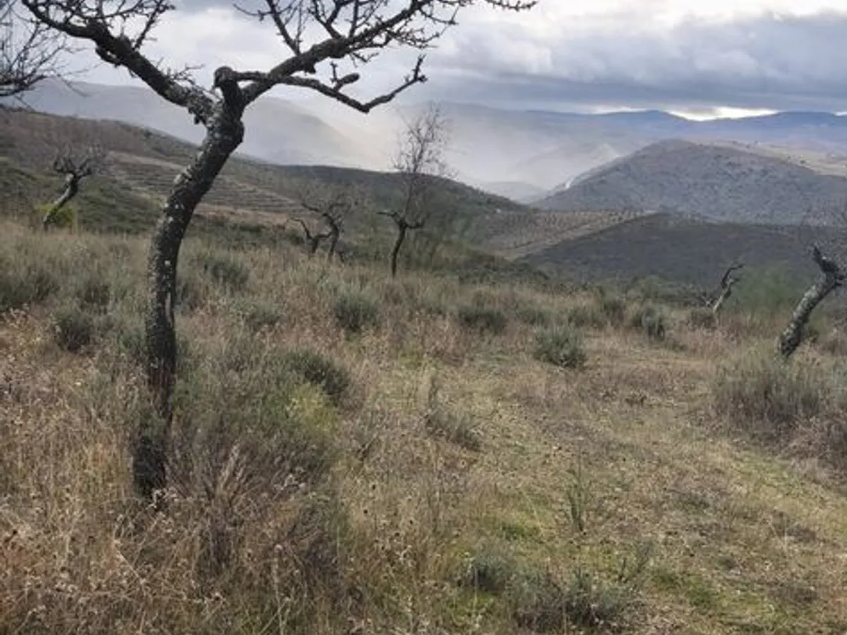Terreno rústico em sequeiros 