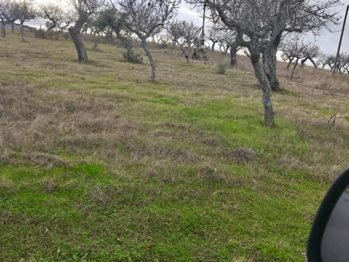 Terreno rústico em sequeiros 