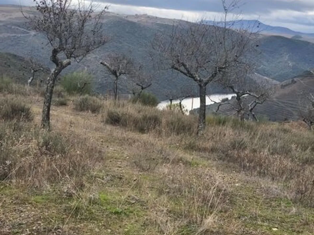 Terreno rústico em sequeiros 