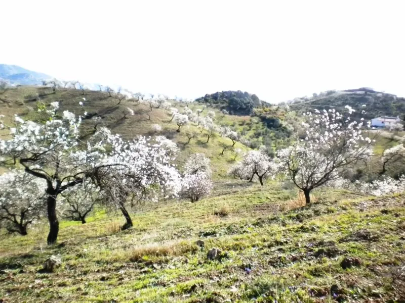 Finca rústica con terreno en Cártama, Málaga