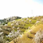 Finca rústica con terreno en Cártama, Málaga 8