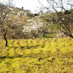 Finca rústica con terreno en Cártama, Málaga 9