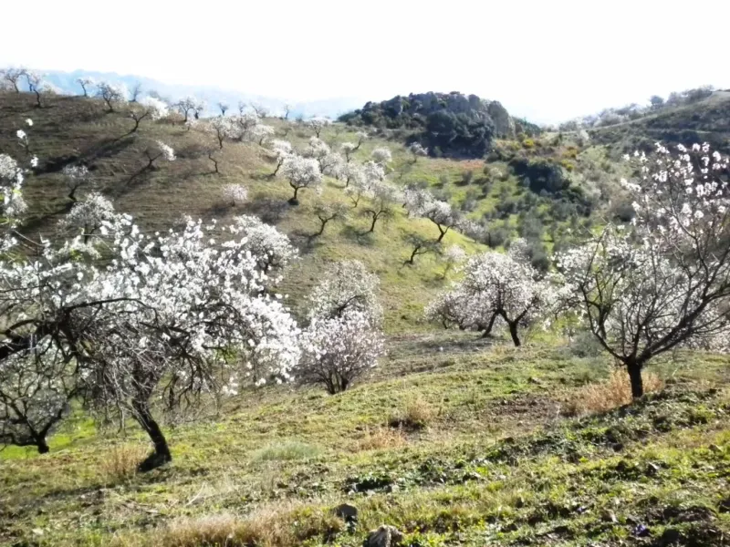 Finca rústica con terreno en Cártama, Málaga