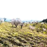 Finca rústica con terreno en Cártama, Málaga 12