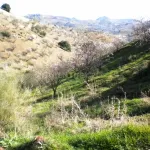Finca rústica con terreno en Cártama, Málaga 13