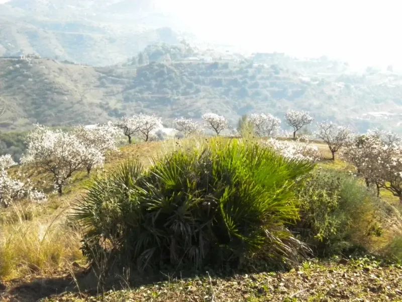 Finca rústica con terreno en Cártama, Málaga