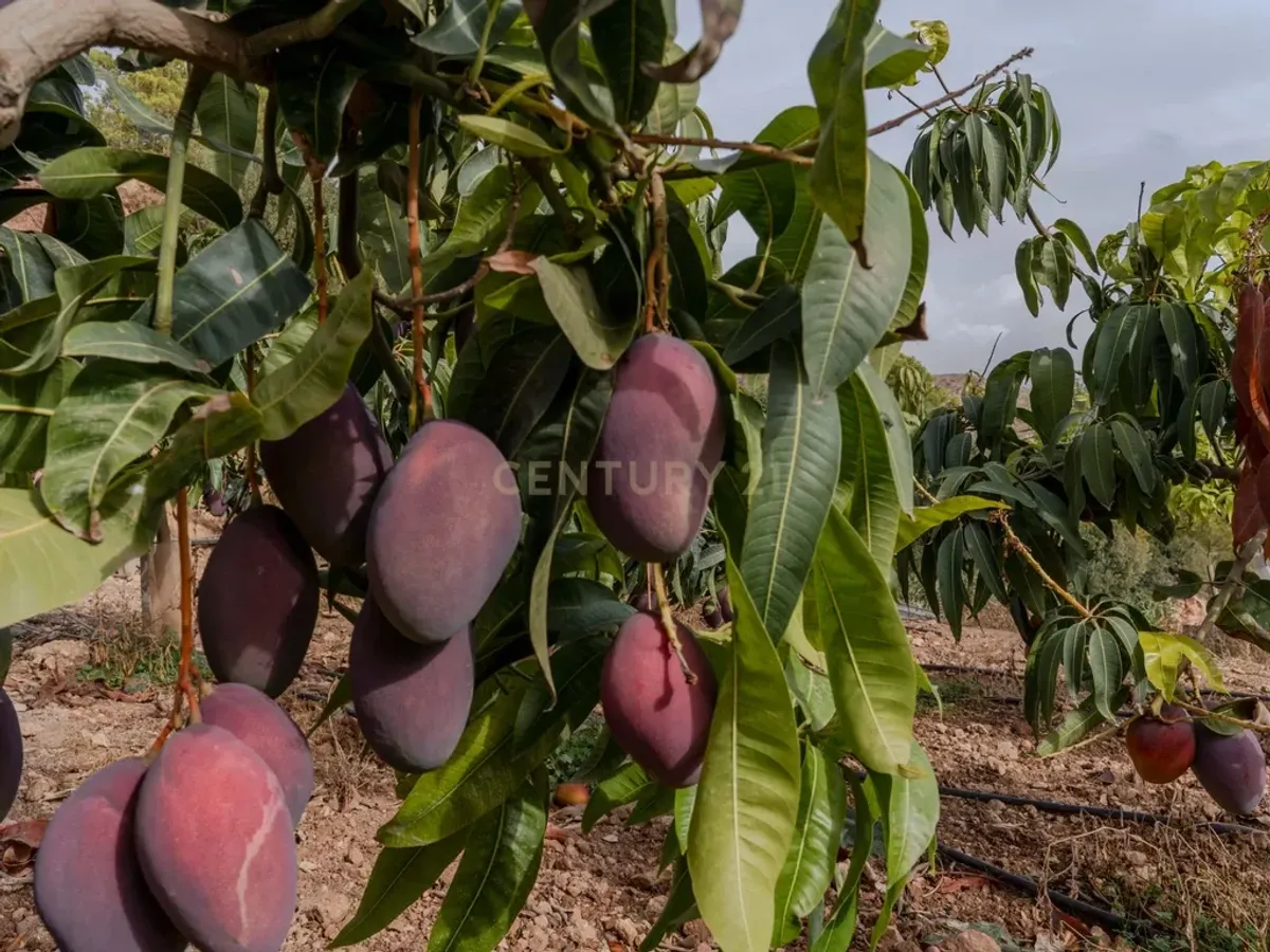 Finca rústica de 32.000 m² con cultivos tropicales en Gualchos