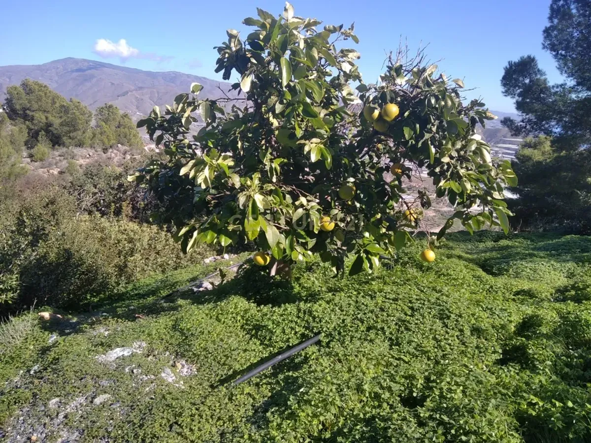 Finca rústica de 32.000 m² con cultivos tropicales en Gualchos