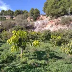 Finca rústica de 32.000 m² con cultivos tropicales en Gualchos 4