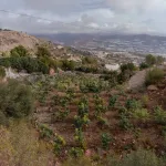 Finca rústica de 32.000 m² con cultivos tropicales en Gualchos 7