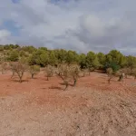 Finca rústica de 32.000 m² con cultivos tropicales en Gualchos 14