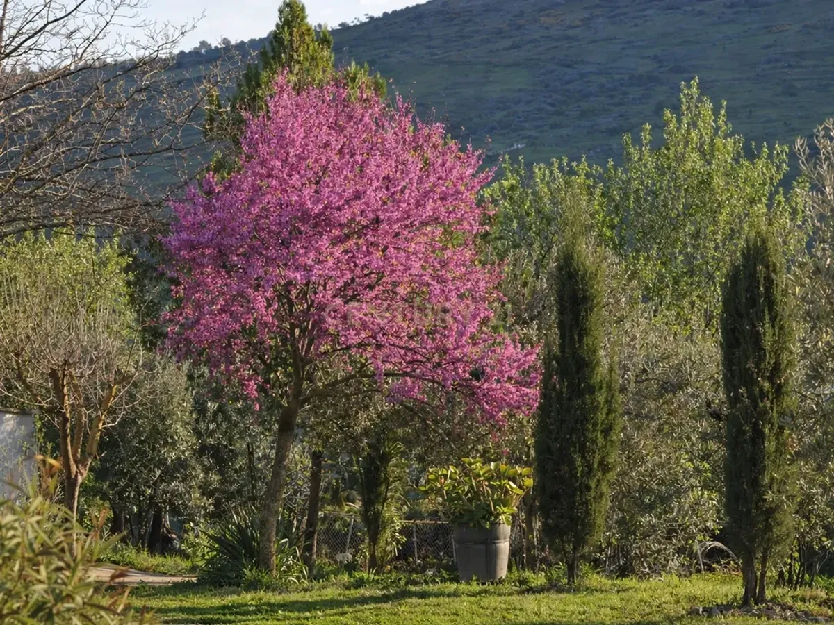 🌿 Finca con olivar en Zafra: 30.000 m² de terreno + casa 255 m² con piscina y dos porches 🏡☀️