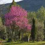 🌿 Finca con olivar en Zafra: 30.000 m² de terreno + casa 255 m² con piscina y dos porches 🏡☀️ 1