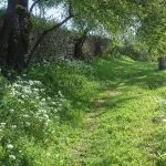 🌿 Finca con olivar en Zafra: 30.000 m² de terreno + casa 255 m² con piscina y dos porches 🏡☀️ 2