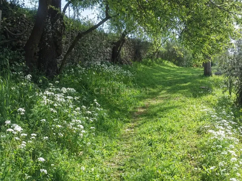🌿 Finca con olivar en Zafra: 30.000 m² de terreno + casa 255 m² con piscina y dos porches 🏡☀️