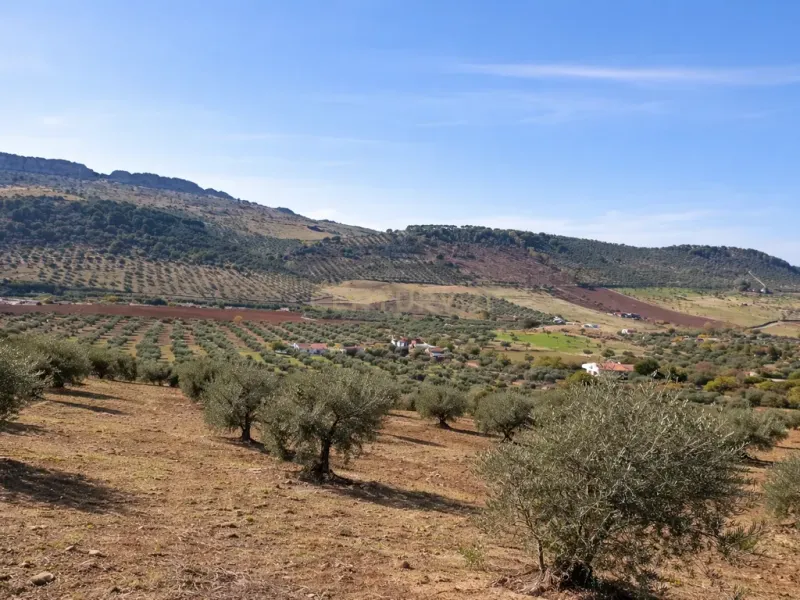 🌿 Finca con olivar en Zafra: 30.000 m² de terreno + casa 255 m² con piscina y dos porches 🏡☀️