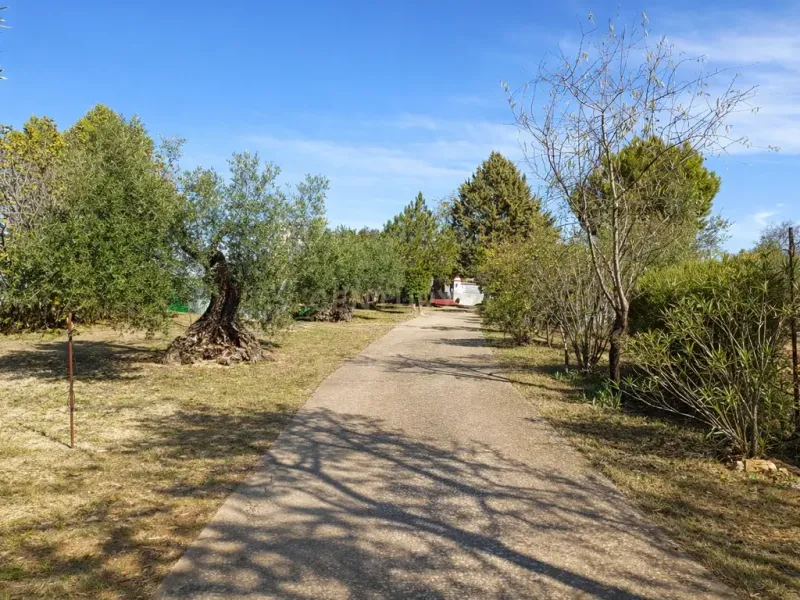 🌿 Finca con olivar en Zafra: 30.000 m² de terreno + casa 255 m² con piscina y dos porches 🏡☀️