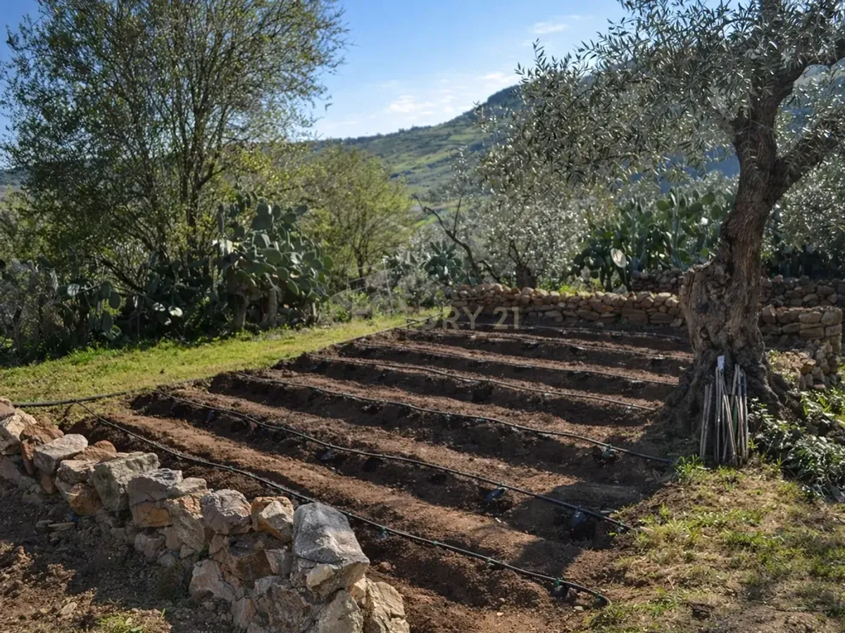 🌿 Finca con olivar en Zafra: 30.000 m² de terreno + casa 255 m² con piscina y dos porches 🏡☀️